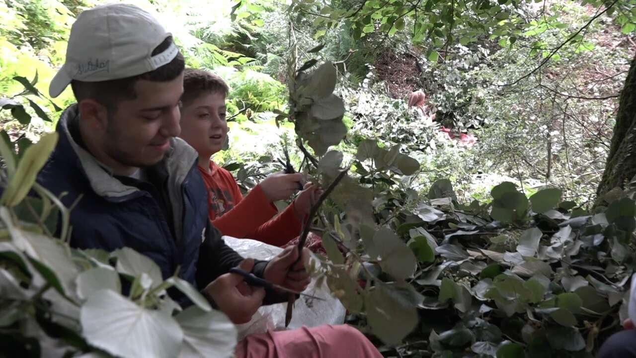 Metrelerce yüksekte hasat başladı, kilosu 3 bin liraya ulaştı 3